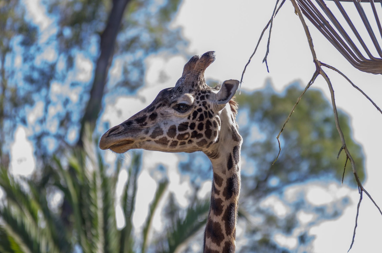 San Diego Zoo Part I 020